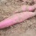 漳河滩沙土地红薯大量上市合作共赢
