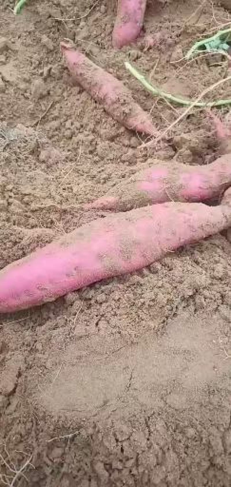 漳河滩沙土地红薯大量上市合作共赢