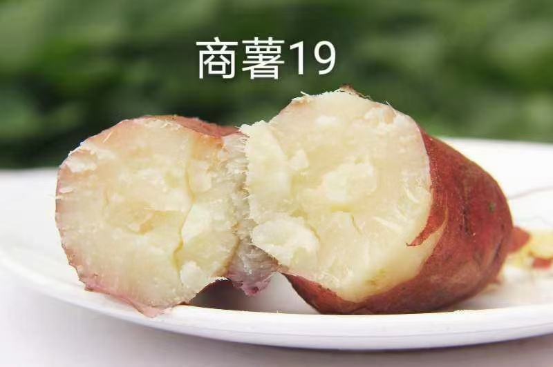 漳河滩沙土地红薯大量上市合作共赢