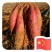漳河滩沙土地红薯大量上市合作共赢