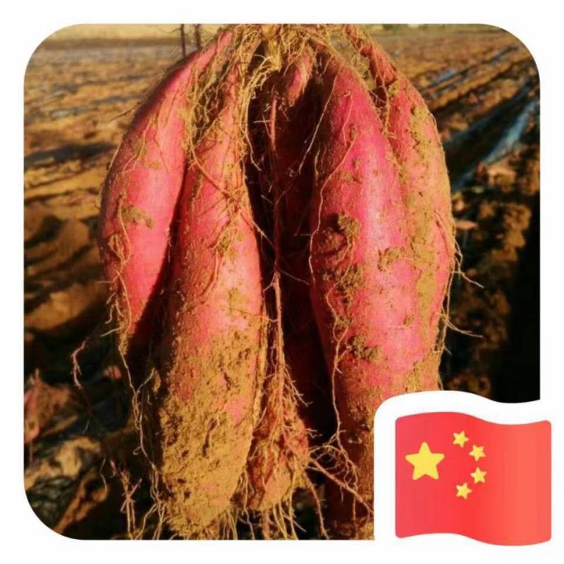 漳河滩沙土地红薯大量上市合作共赢