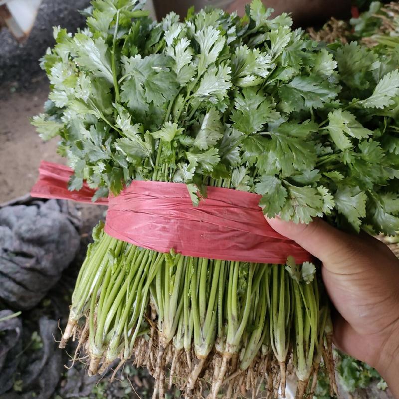 锦州市大叶香菜，大量上市啊