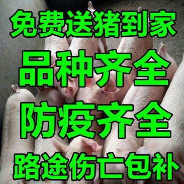 河北三元长白防疫齐全产地看货免费送猪猪场直供