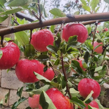 昭通神沙苹果