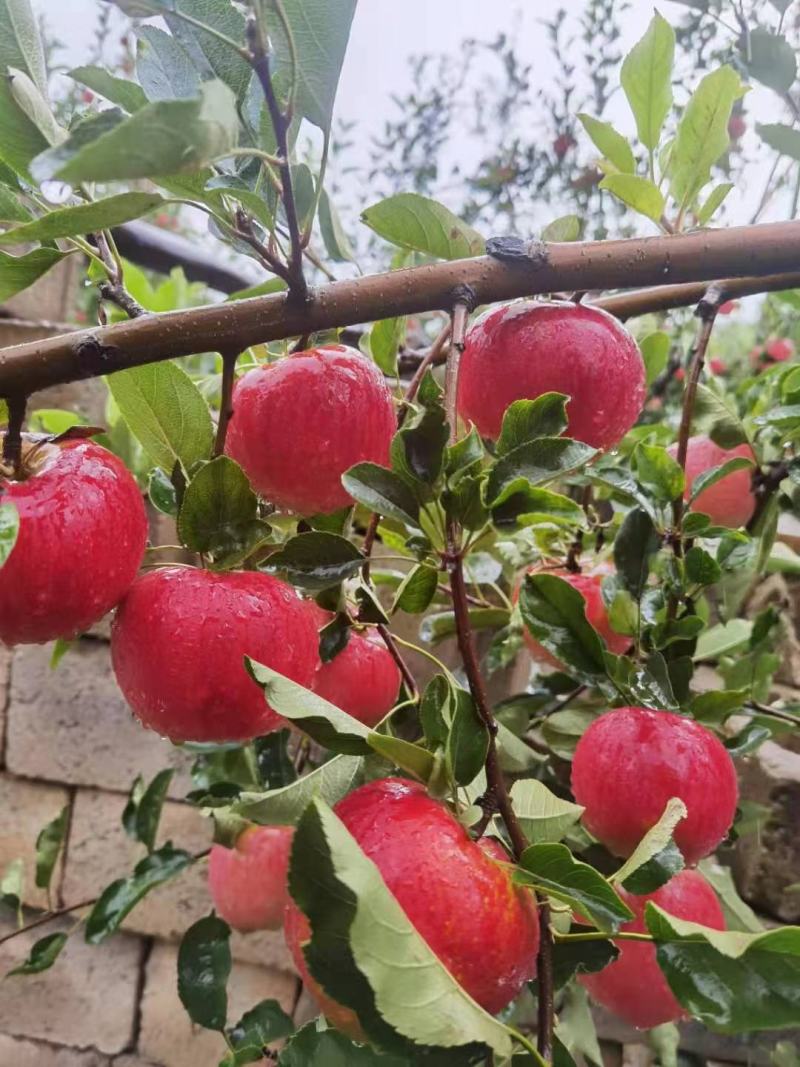 昭通神沙苹果
