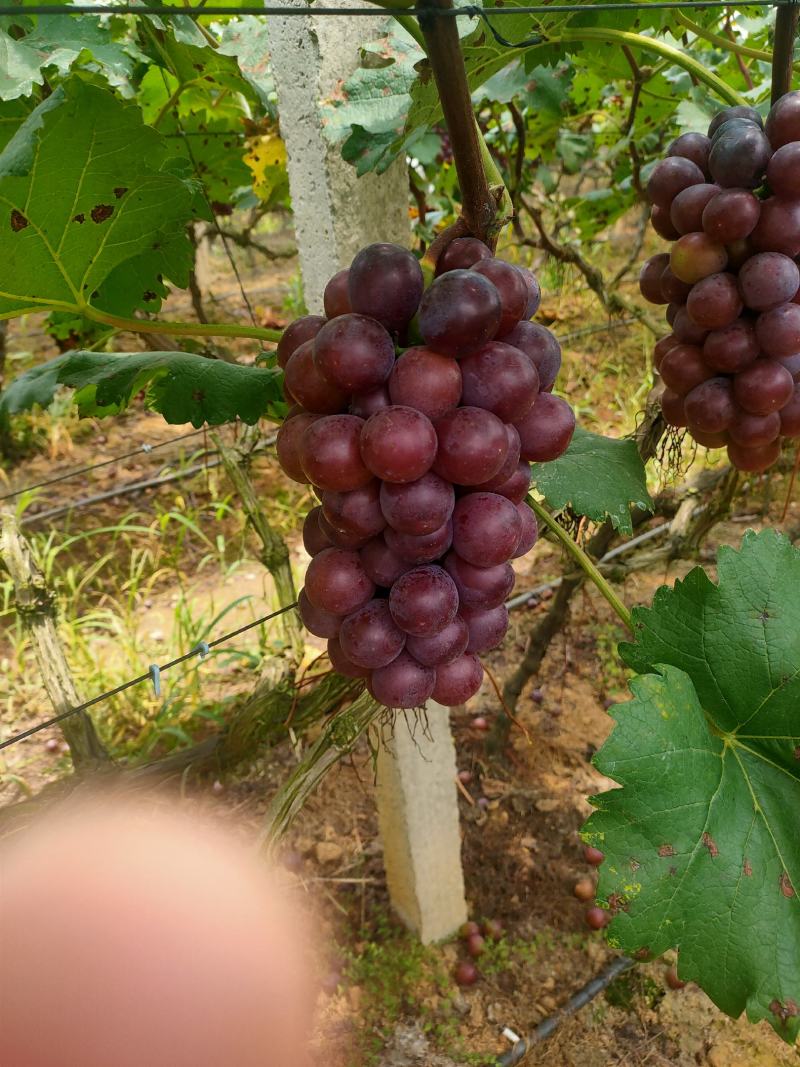 本地夏黑葡萄上市