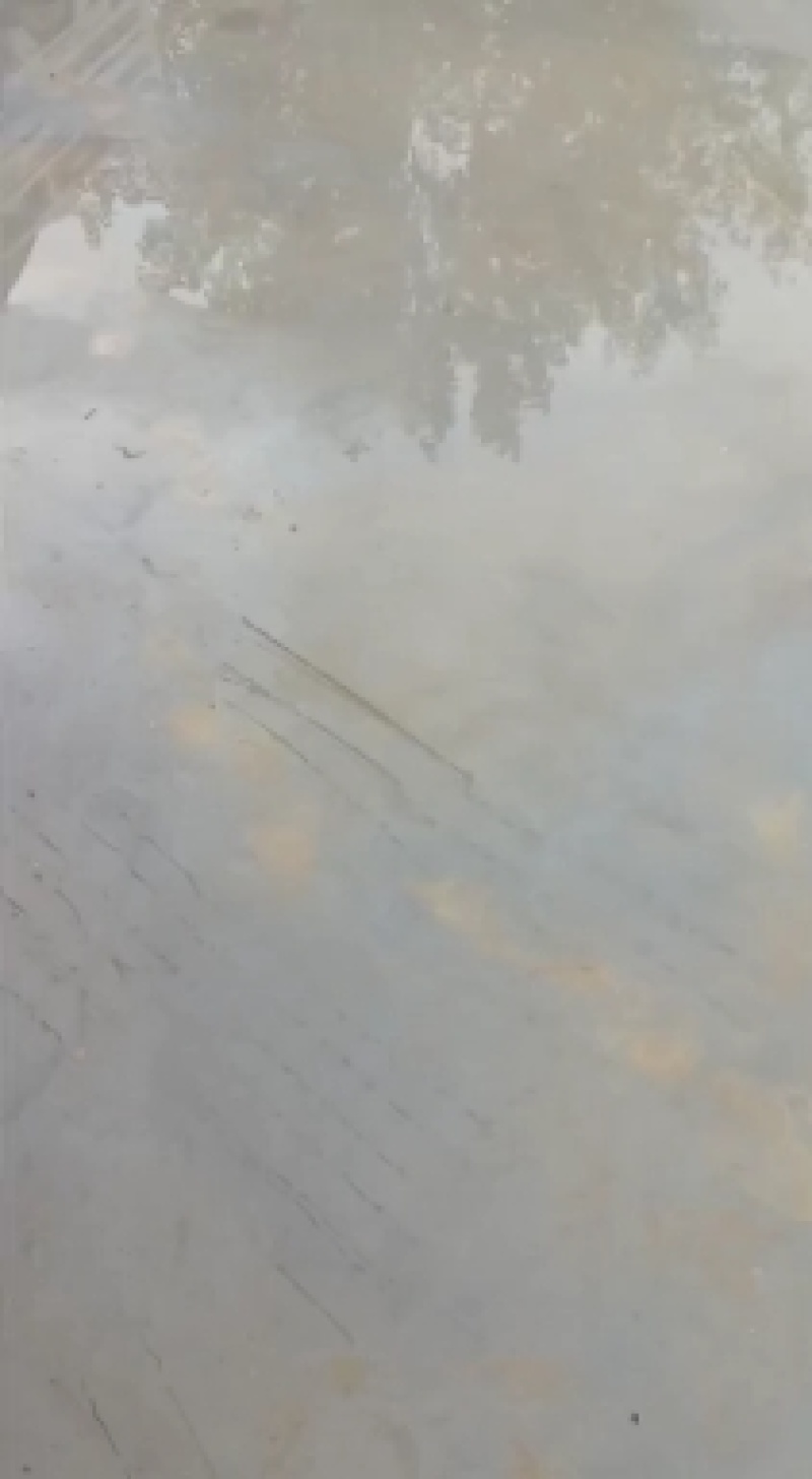 优质美都西瓜