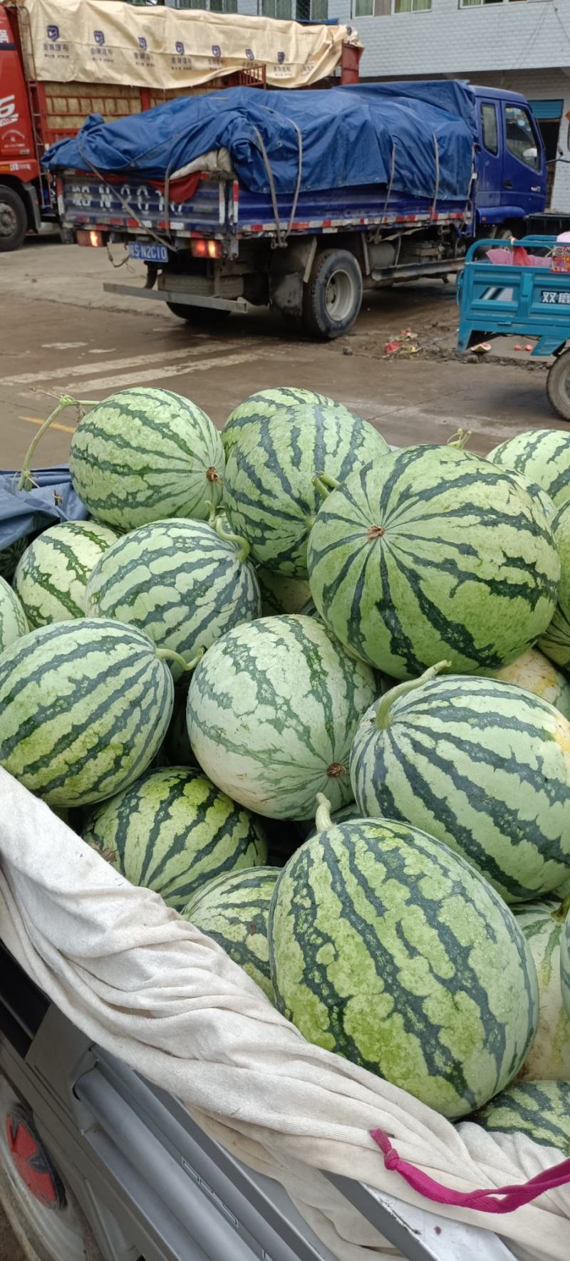 优质美都西瓜