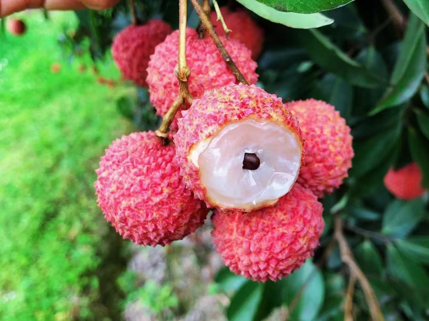 桂味荔枝特写