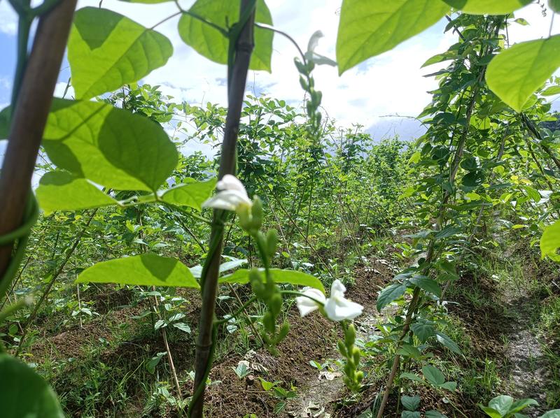 湖南新鲜刀豆，目前35亩左右，一个星期3000斤左右