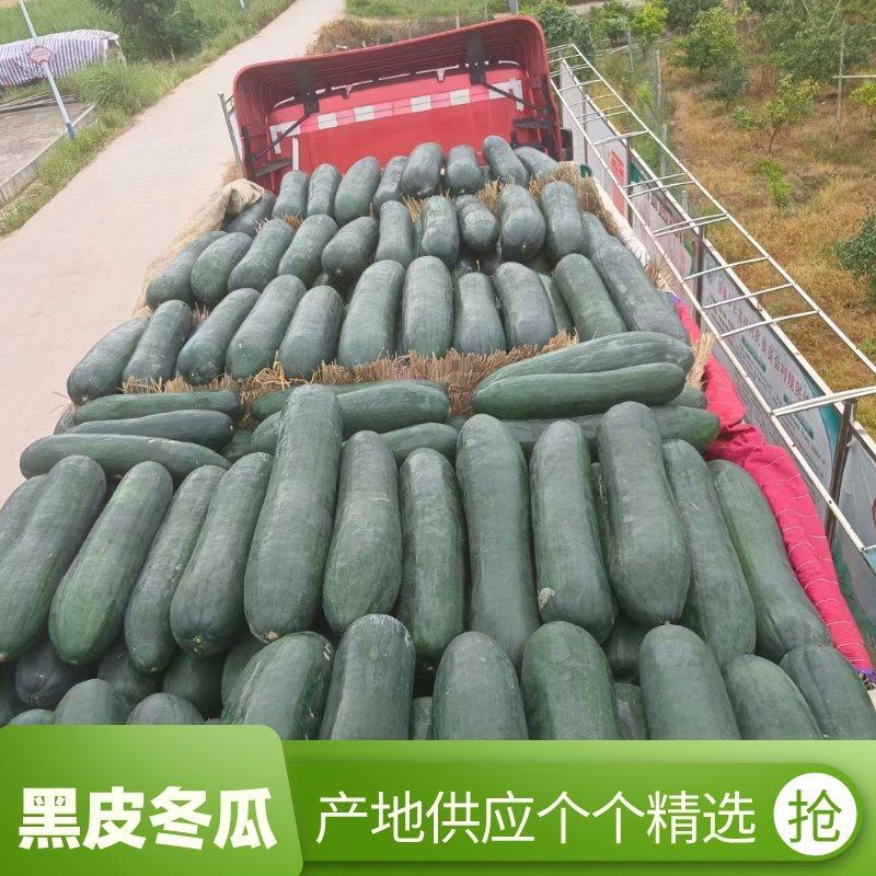 黑皮冬瓜种植户基地供应个个精选来电咨询价格可议