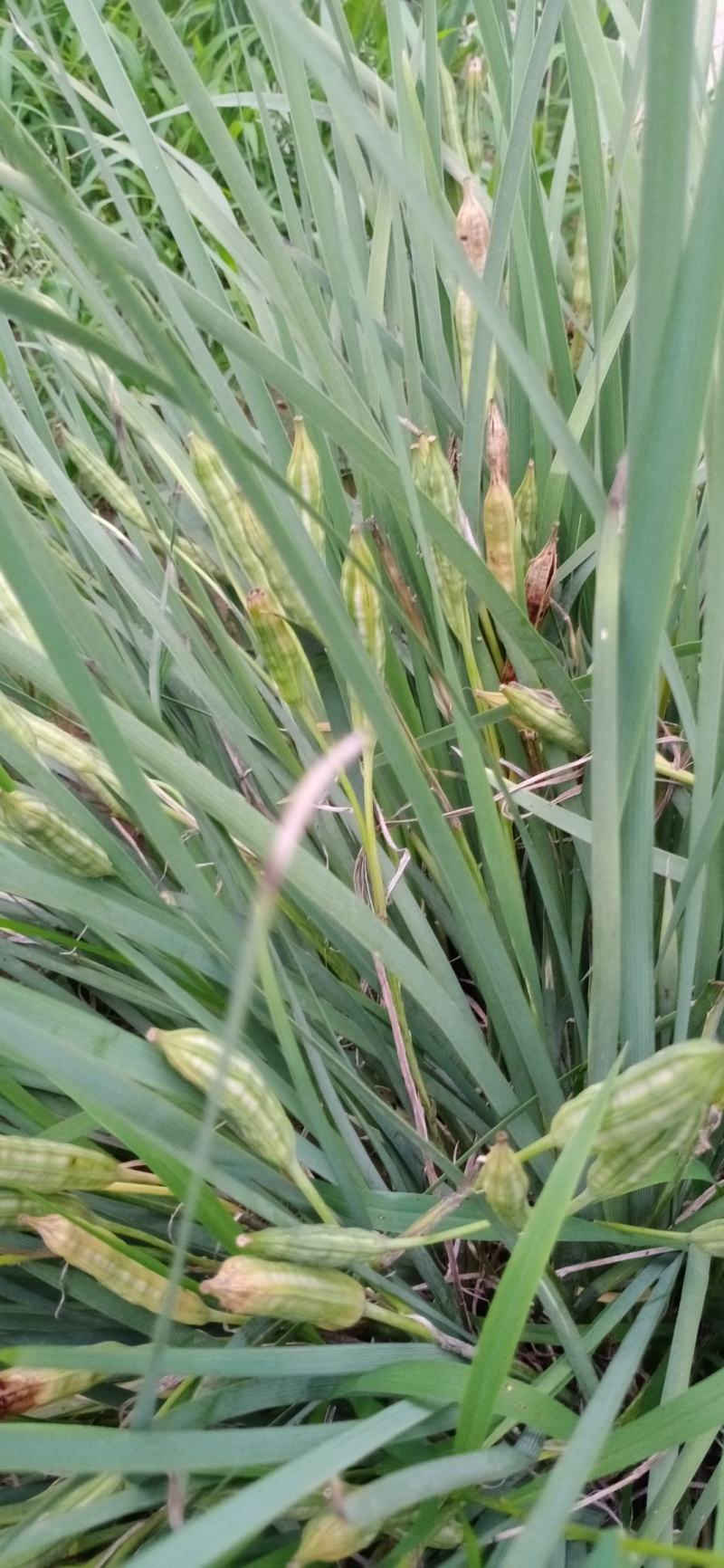 园林绿化，公园绿化，花草种秄