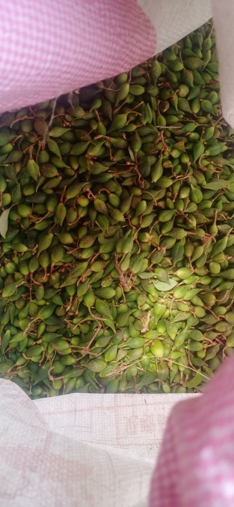 园林绿化，公园绿化，花草种秄