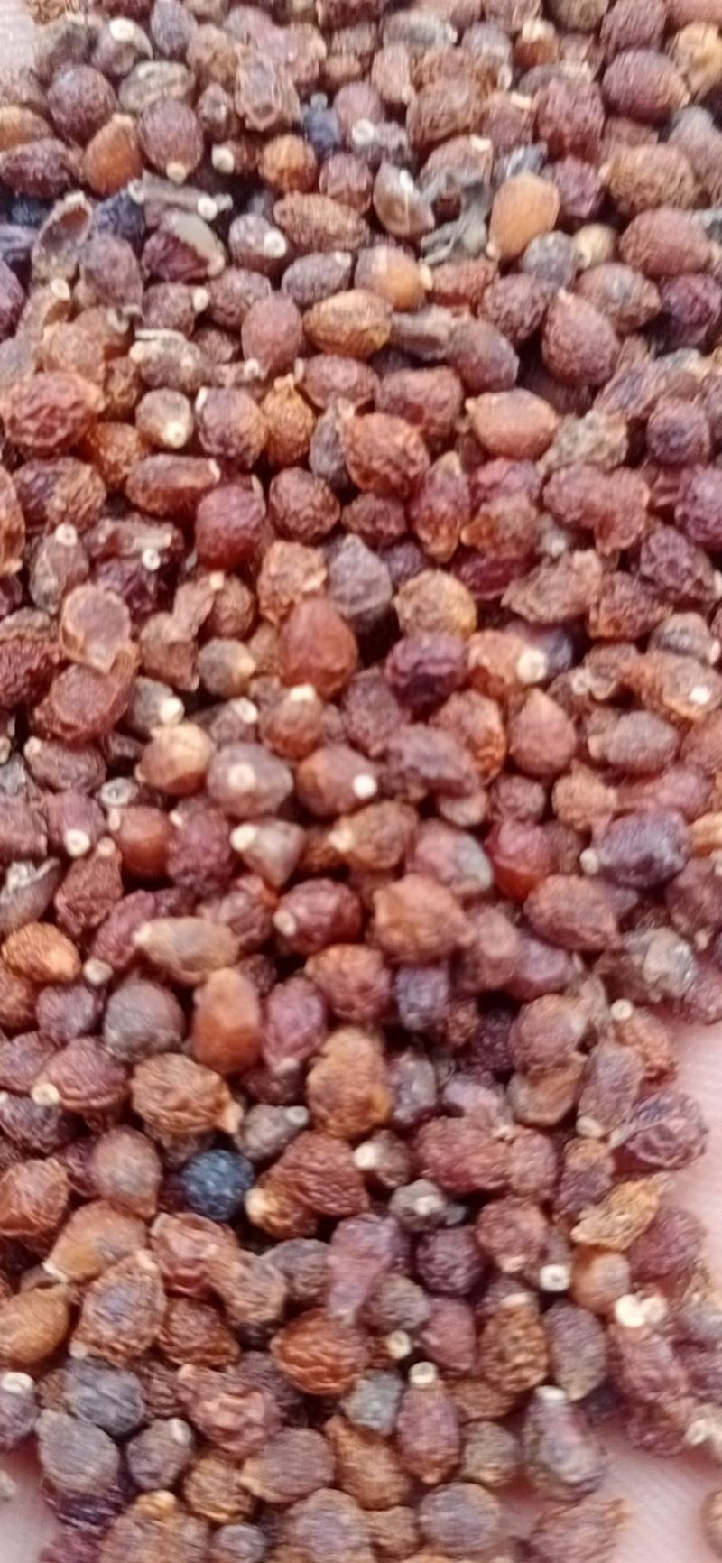 园林绿化，公园绿化，花草种秄