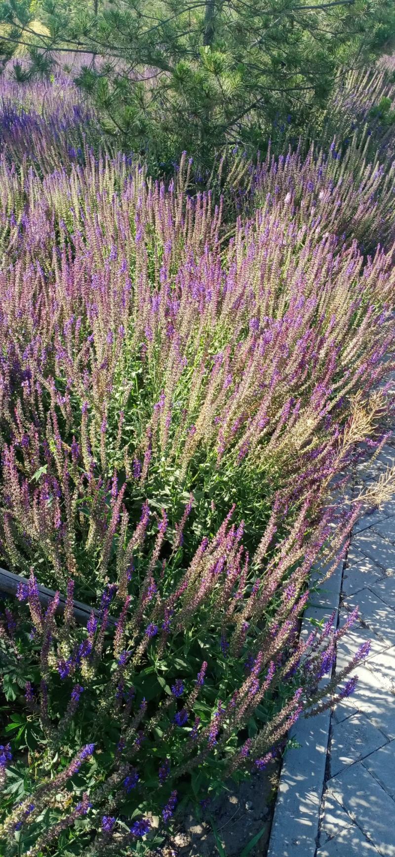 园林绿化，公园绿化，花草种秄
