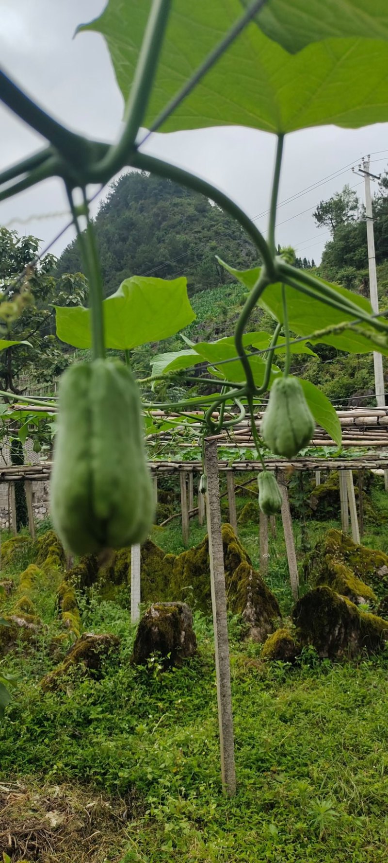 高山佛手瓜