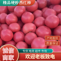 【推荐】万亩蔬菜基西红柿现货供应量大需要联系全国接单发货