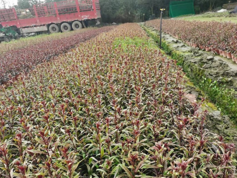 郫都区千鸟花杯苗价低粉花千鸟花千鸟花基地直销量大从优