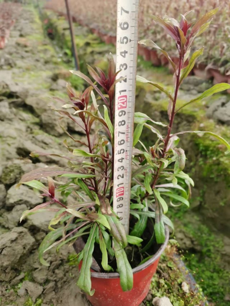 郫都区千鸟花杯苗价低粉花千鸟花千鸟花基地直销量大从优