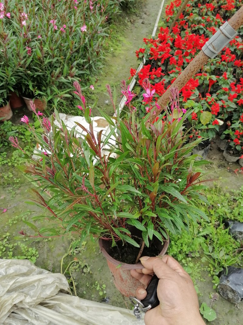 郫都区千鸟花杯苗价低粉花千鸟花千鸟花基地直销量大从优
