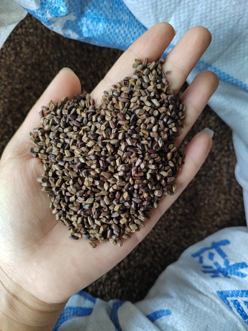 进口枣仁丹丹中药材批发，一手货源，正品生枣仁