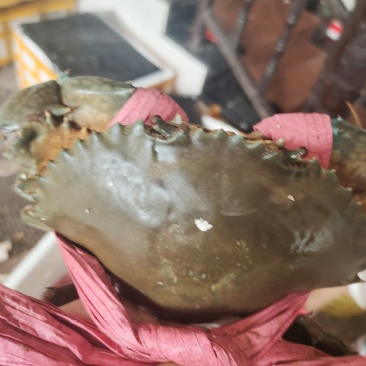 批发青蟹各种品种齐全，承接，酒店，超市及批发商