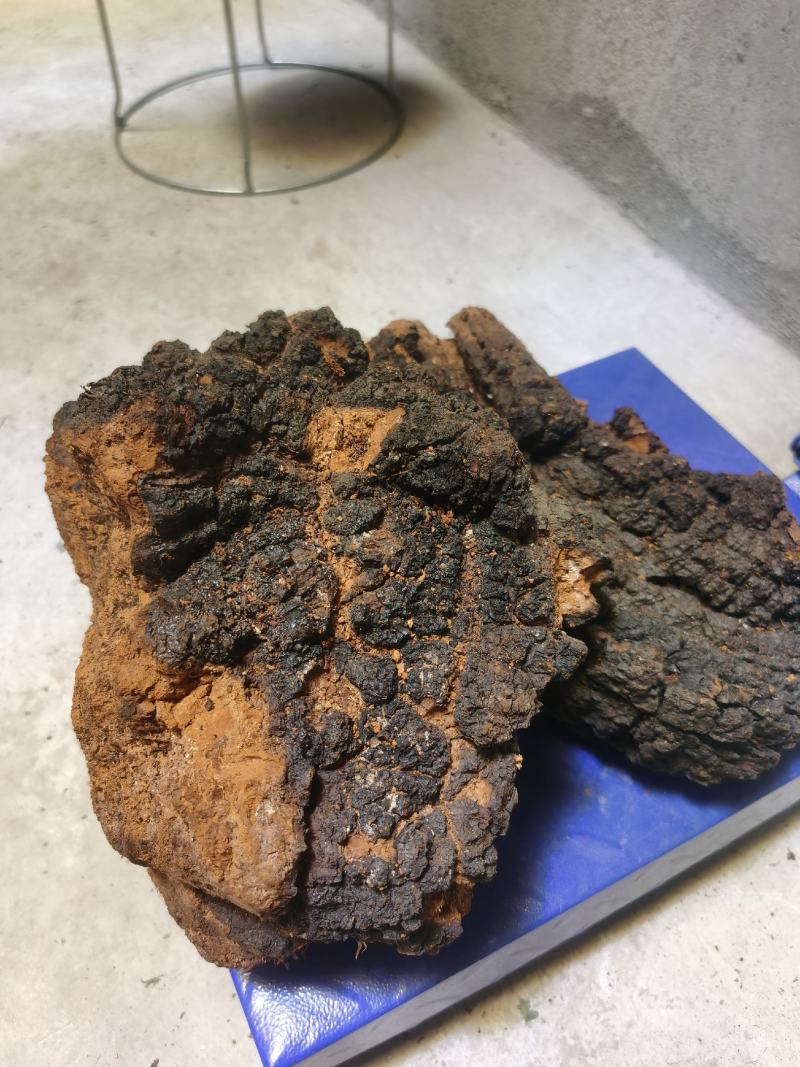 桦树茸