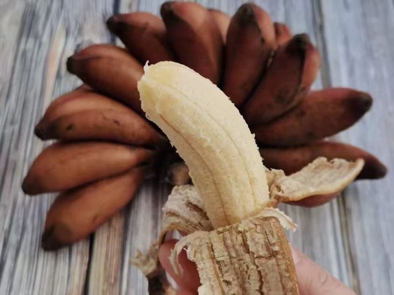 红皮香蕉少见的更美味的香蕉5斤装包邮约10个