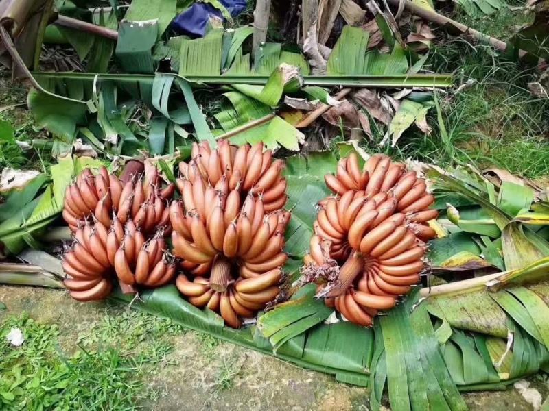 红皮香蕉少见的更美味的香蕉5斤装包邮约10个