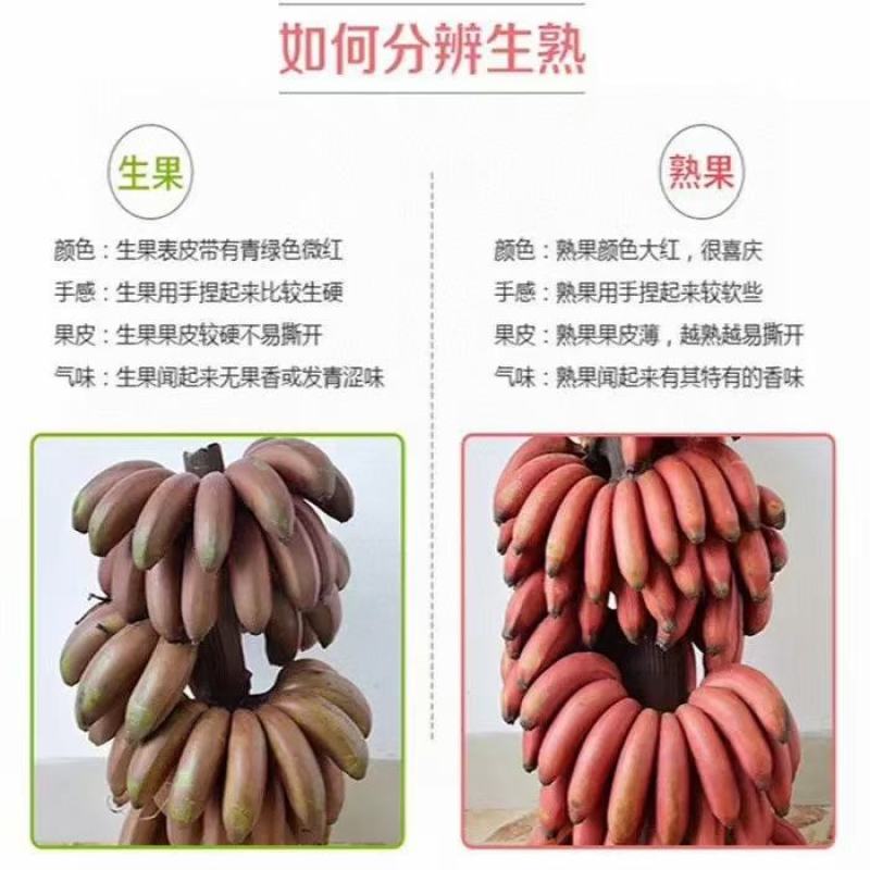 红皮香蕉少见的更美味的香蕉5斤装包邮约10个