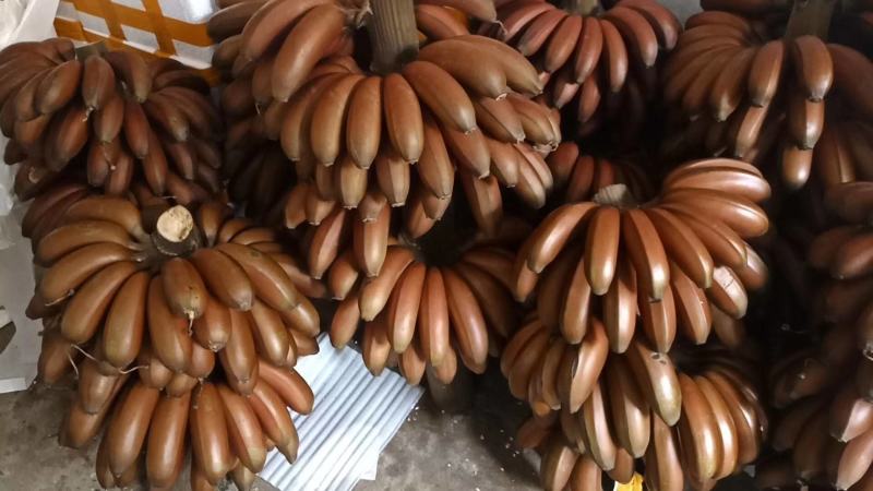 红皮香蕉少见的更美味的香蕉5斤装包邮约10个