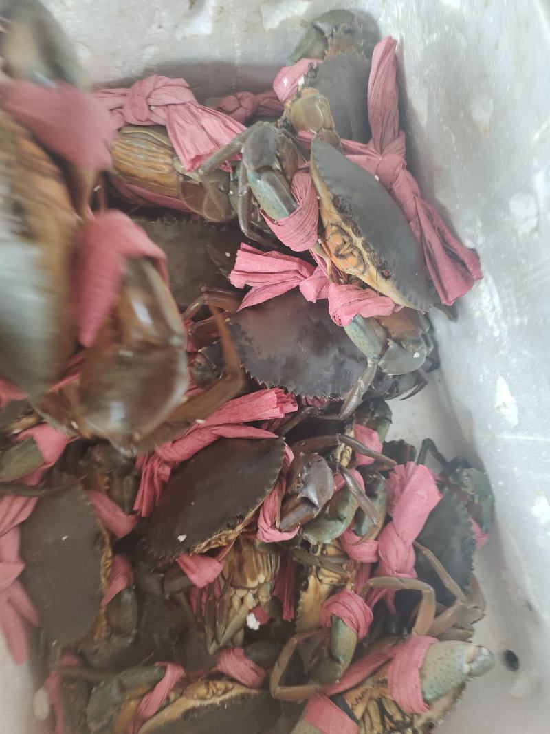 批发青蟹各种品种齐全，承接，酒店，超市及批发商