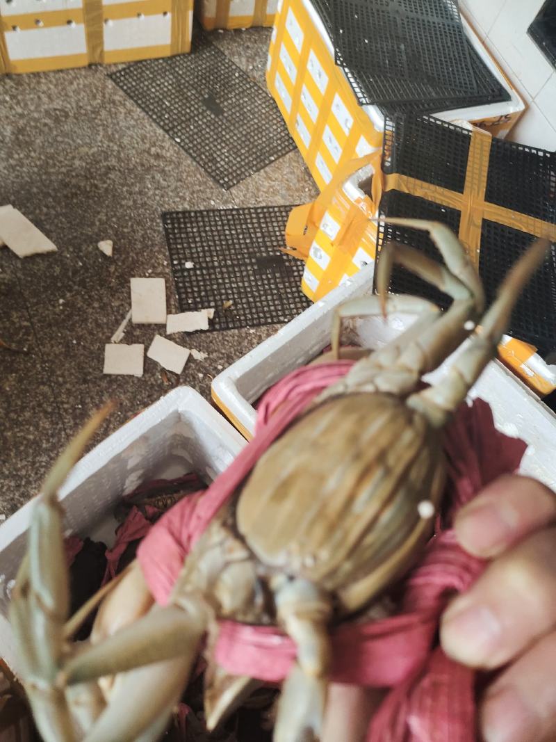 批发青蟹各种品种齐全，承接，酒店，超市及批发商