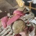 批发青蟹各种品种齐全，承接，酒店，超市及批发商