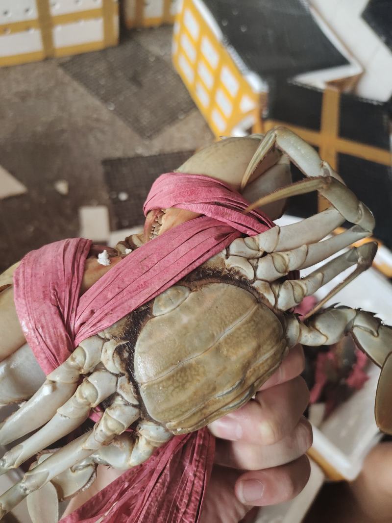 批发青蟹各种品种齐全，承接，酒店，超市及批发商