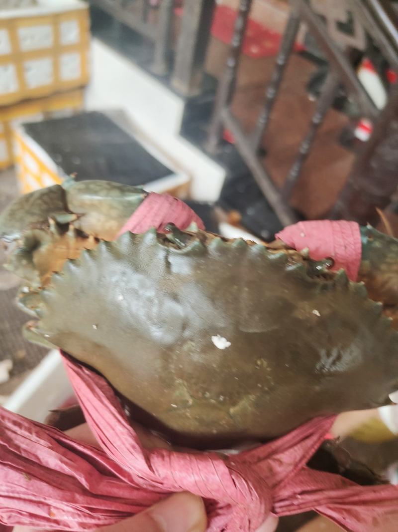批发青蟹各种品种齐全，承接，酒店，超市及批发商