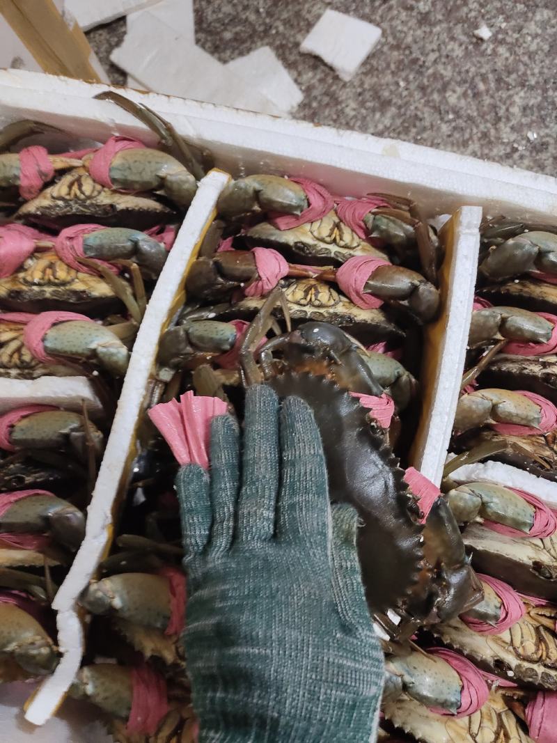 批发青蟹各种品种齐全，承接，酒店，超市及批发商