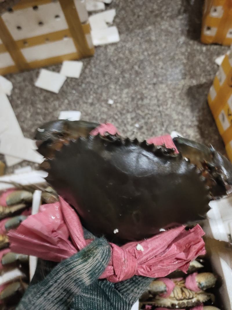 批发青蟹各种品种齐全，承接，酒店，超市及批发商