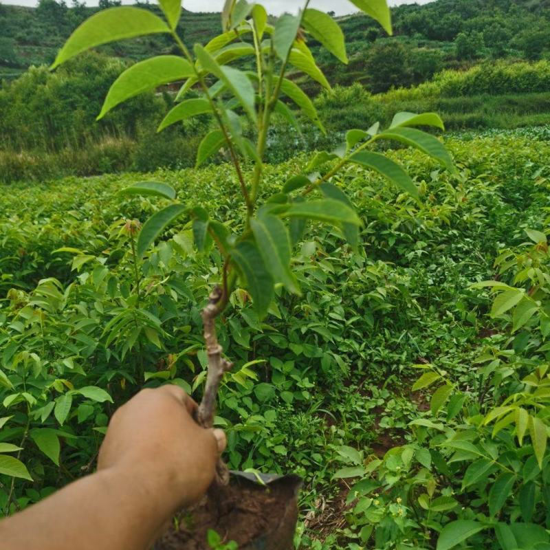 核桃苗云新系列香玲大袍大麻新疆核桃技术服务包挂果