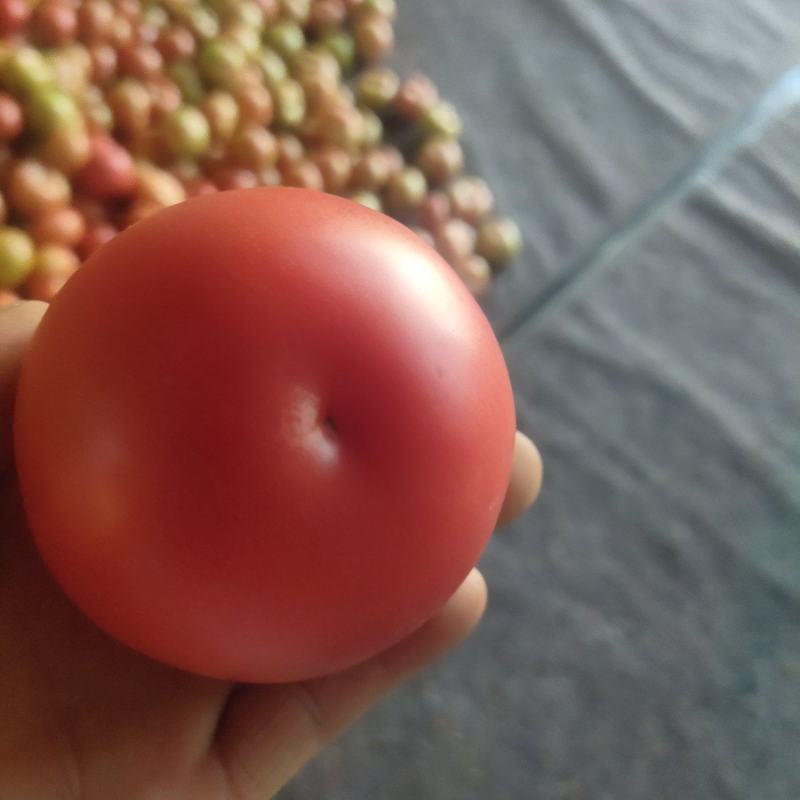 甘肃武威产地精品硬粉西红柿