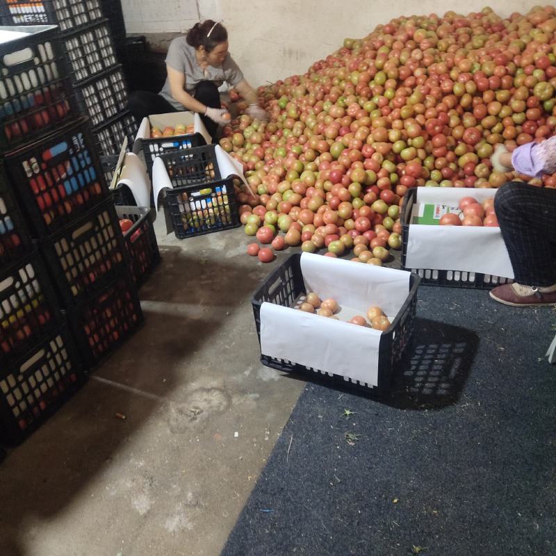 甘肃武威产地精品硬粉西红柿