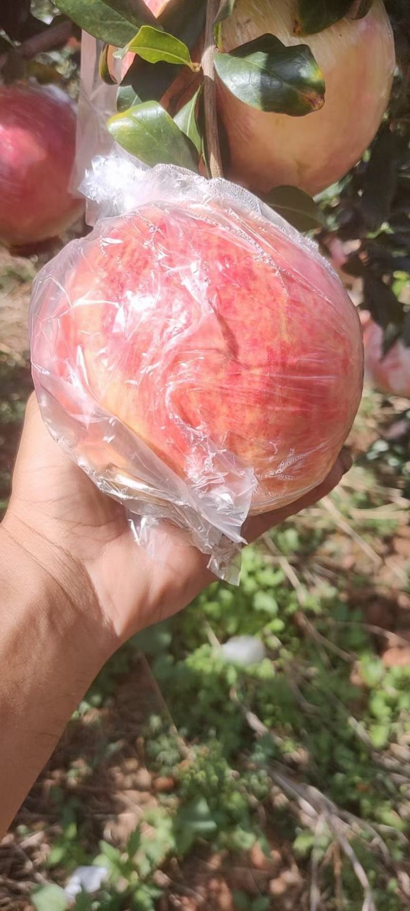 云南蒙自甜石榴，种植面积上万亩，蒙自种植石榴有上百年。