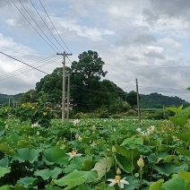 江西白莲之乡，白莲，藕粉，荷叶