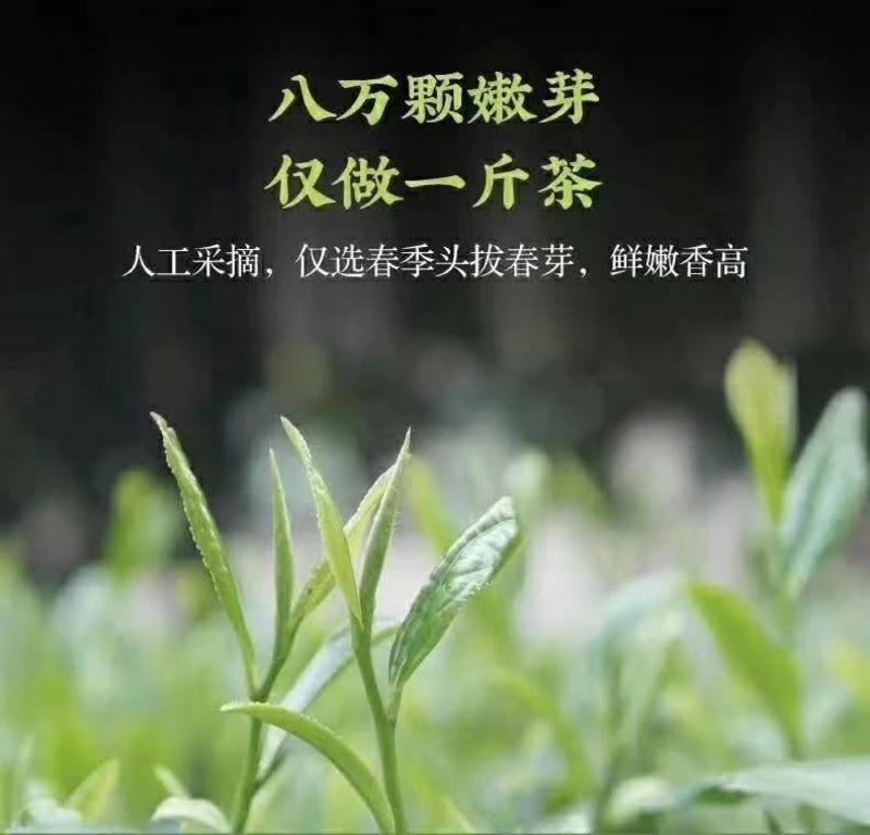 精品茶叶绿茶毛尖茶产地一手货源欢迎采购可视频看货