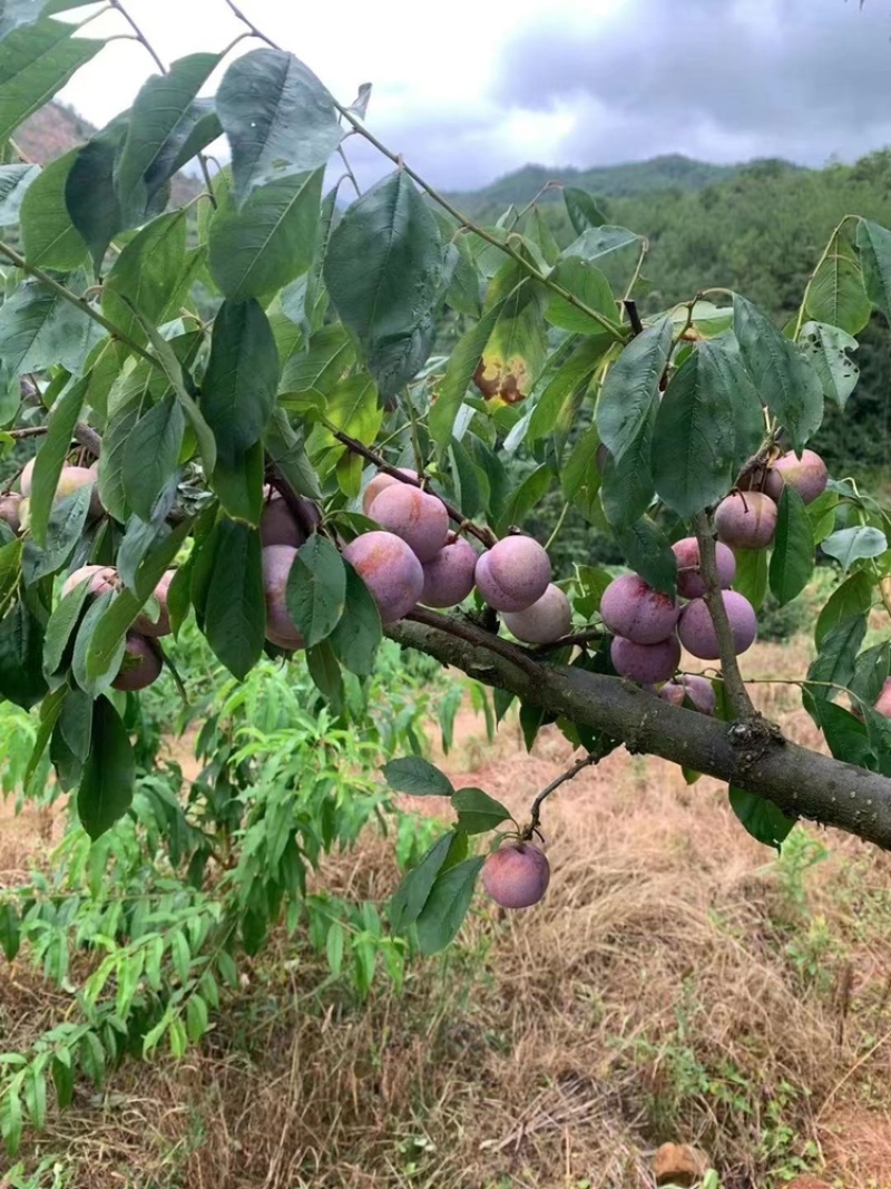 福建芙蓉李红心李新鲜孕妇水果非三华李支持一件代发