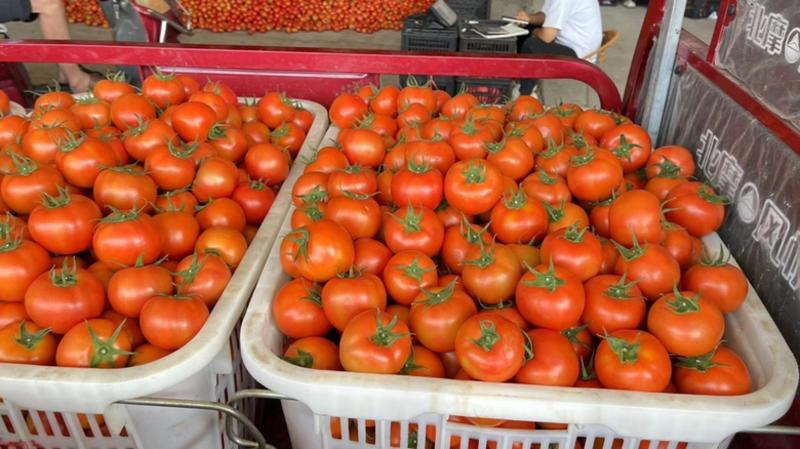 【热】苍南大红硬粉西红柿石头果供电商档口市场耐运输