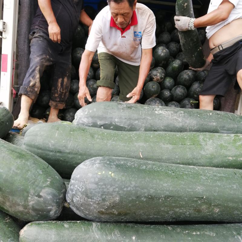 河南商丘精品吊冬瓜大量上市中，长型，短型大量供应中