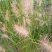园林绿化，花秄，草秄，树秄，