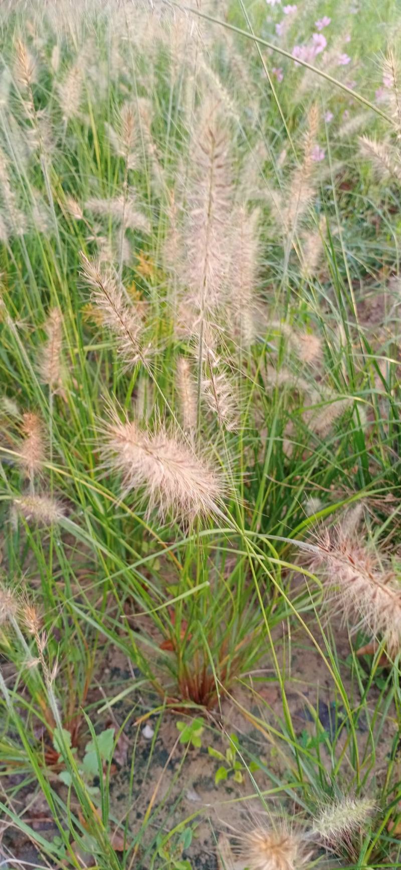 园林绿化，花秄，草秄，树秄，
