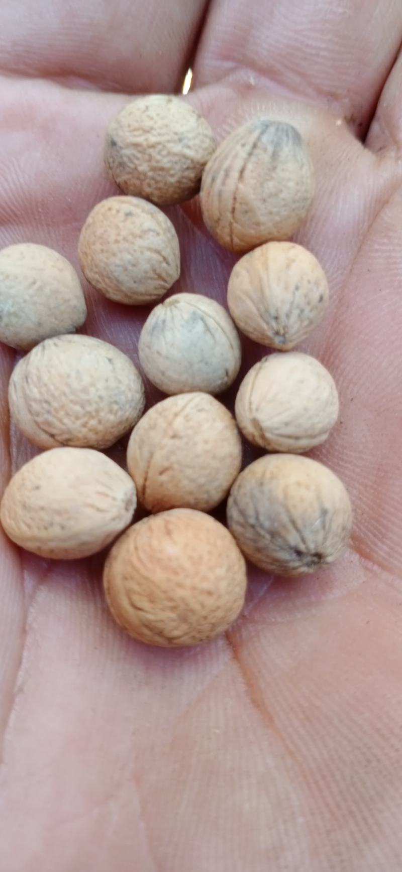 园林绿化，花秄，草秄，树秄，